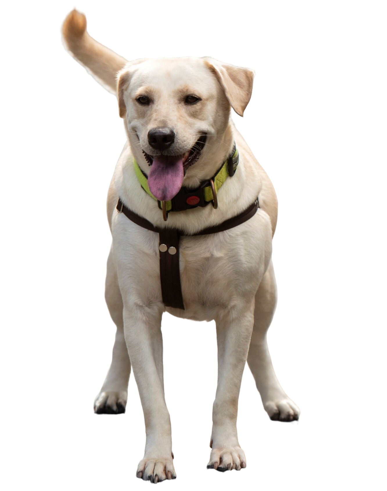 Fullerton Pup Spa with bandana and clean
